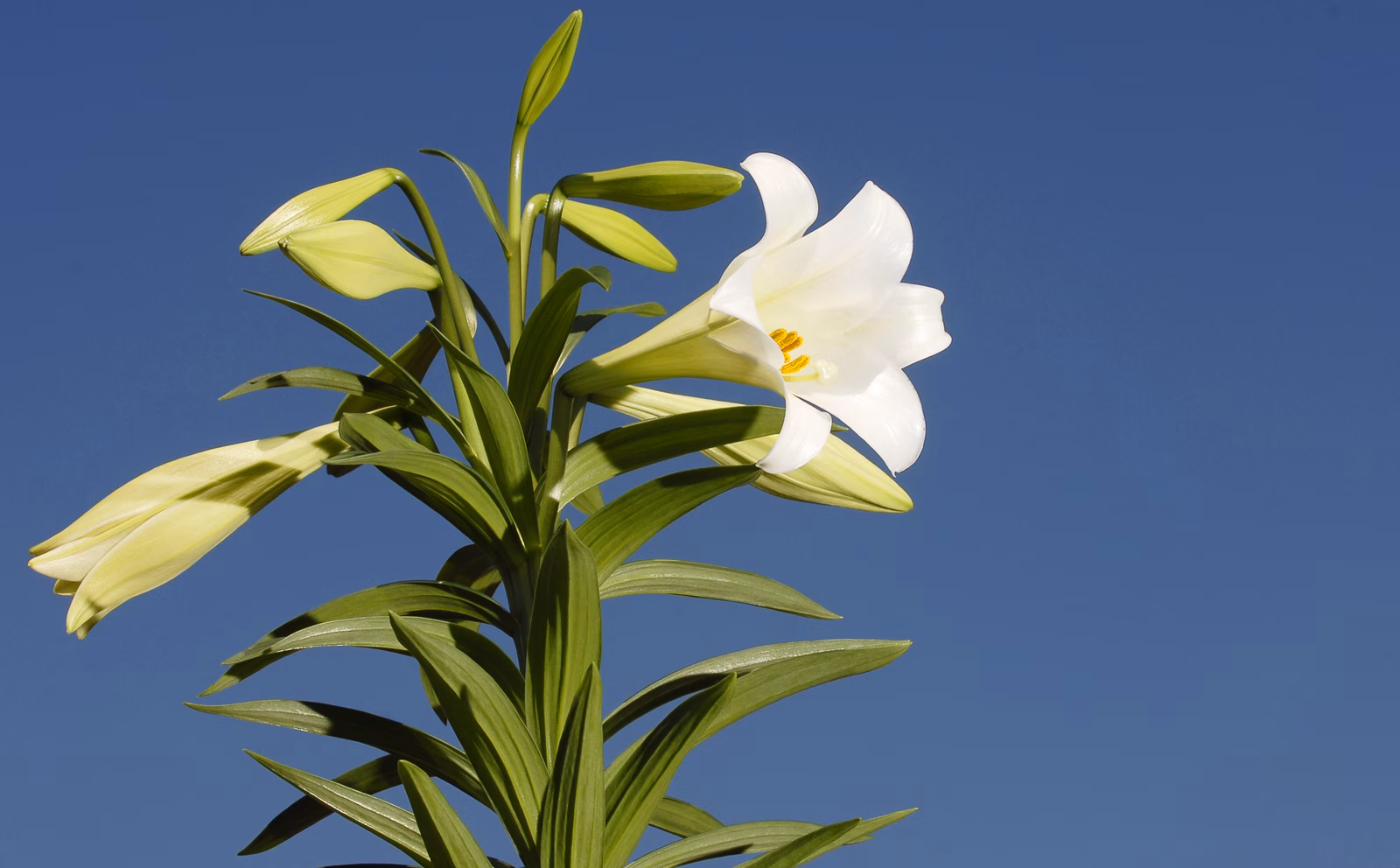 A white Easter lily in full bloom against a clear blue sky, with several unopened buds on the same stem